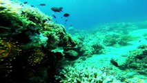 SCUBA Diving Boracay Island, Philippines 2014 - GOPRO 3 - HD