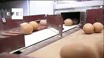 Gallinas sin estrés, huevos ecológicos