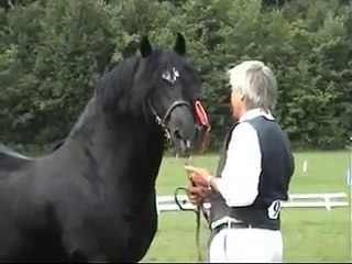 Welsh Cob Stallion - Thorndonpark Prince