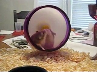 Robo dwarf hamster MAYHEM!!!