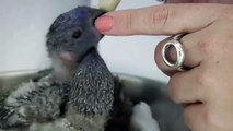 Lorikeet Chicks Feeding