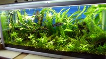 Planted Aquarium no co2 update2 HD 720p