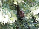 sova ušara (Owl,Asio otus)