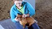 Animal chiropractor Dr. Martin-King demonstrates chiropractic adjustment of a small dog.