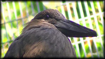 Birds - San Diego Zoo - Aviaries (HD - 09/2010)