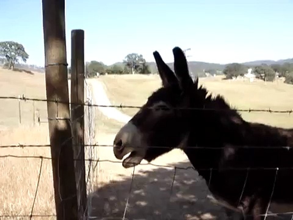 Cinco the Donkey