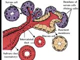 Anexos del Sistema Digestivo. Anatomía. Fisiología _0003.wmv