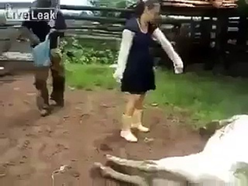cow fighting New