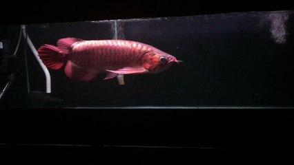 Cá rồng Huy Thảo Yuki 55cm up