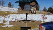 Wild Bird House : Red Bellied Woodpecker, Cardinal, Chickadee, Blue Jay : Backyard Bird Watching