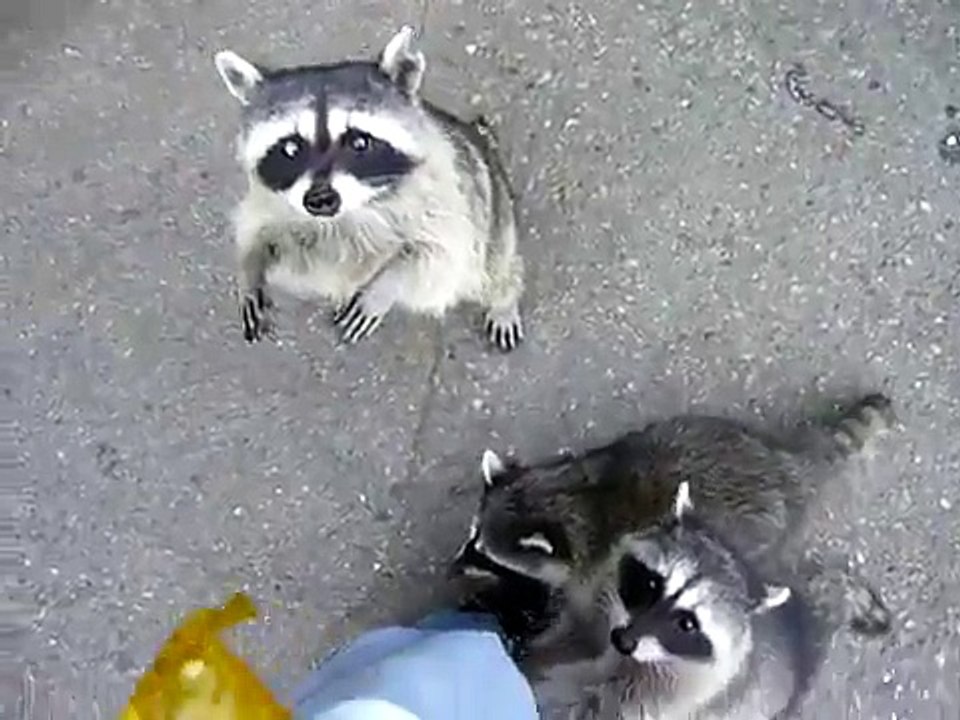 Racoon UP CLOSE