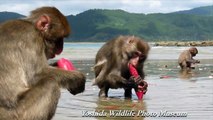 Japanese Macaques Washing Potatoes　ニホンザルの芋洗い行動