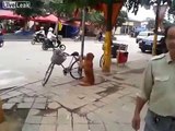 LiveLeak Dog guards owners bike from being stolen