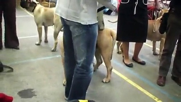 Канарский дог Порто на выставке во Франции. Сен-Бриё.