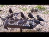 Wild birds at my feeders