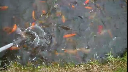 ECUADOR GUAYLLABAMBA  PECES FASCINANTES