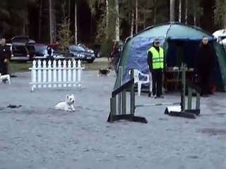 Rontti Agility Westie