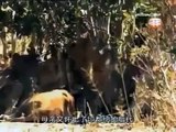 [Animal Chanel Documentary] Lion and Elephant Families in the Wild NEW 2014 Full Docume