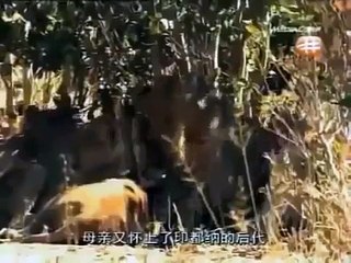 [Animal Chanel Documentary] Lion and Elephant Families in the Wild NEW 2014 Full Docume