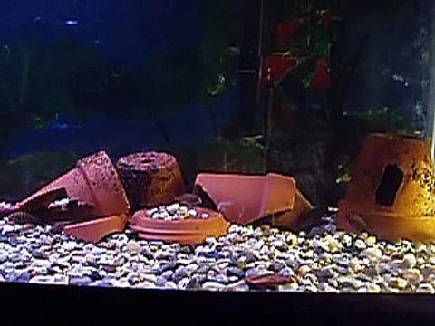 Tropheus red Moliro fry