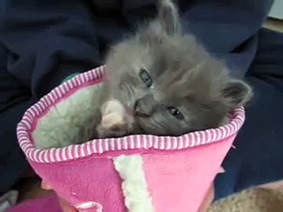 Cute grey kitten in a boot