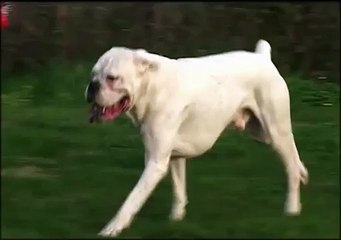Elio, il boxer dona il sangue