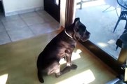 Cane Corso at 5 months of age already barking to defend its home