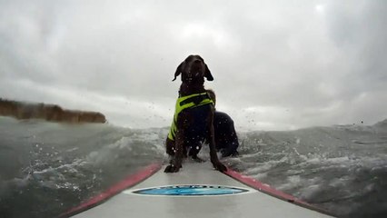 Surfing Dog Worked Over In The Impact Zone