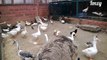 Very Cute Ducks Quacking Flying Fighting With Pigeons, Hens, Rabbit & Emu 2014 [HD VIDEO]