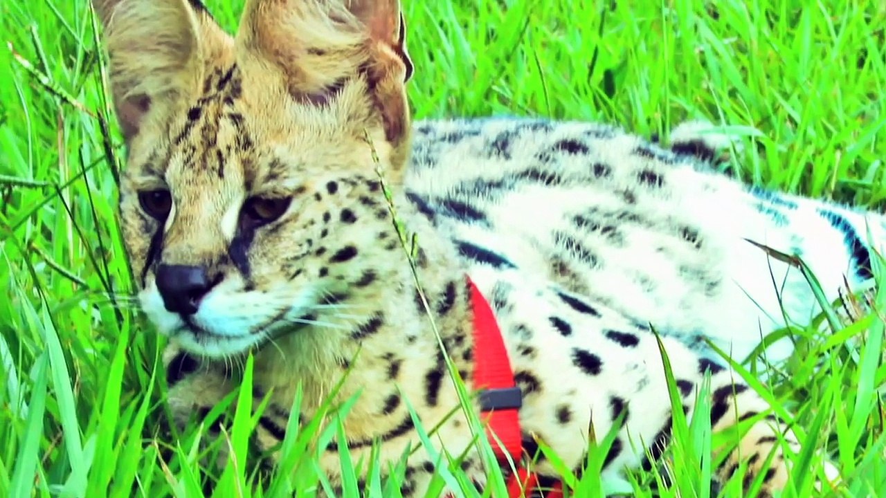Giraffe Ranch Documentary