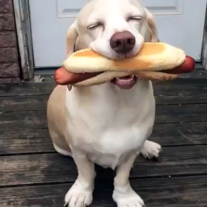 Dog with a dog