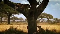 Lions Hunting & Eating Baboons [Wildlife Documentary]