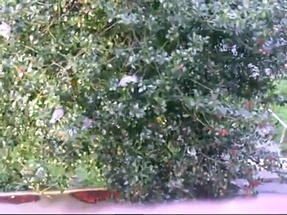 Wood Pigeons eating berries from tree