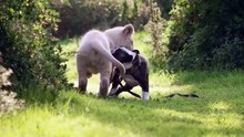 Удивительная дружба животных