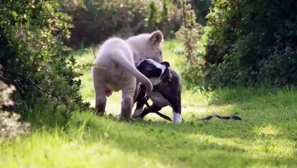 Удивительная дружба животных