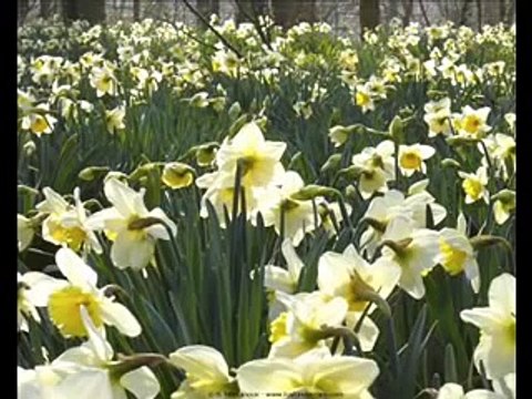 Prière de Saint Francois D'Assise