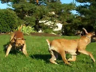 South African Boerboel playtime