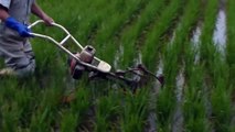 Brilliant idea farmer father -  rice farming technology