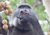 Scarface the Baboon Won't Stop Eating Figs