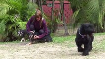 Venezuela: mascotas también son víctimas de la escasez [VIDEO]