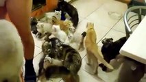 Cat lover feeding 100 Cats plus 100 of cute meows
