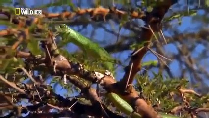 Самые опасные змеи на планете HD