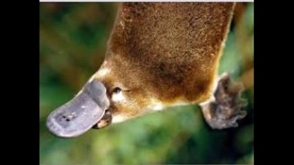 Adaptations of river animals platypus