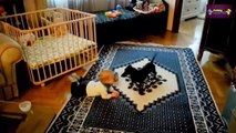 Cute Cats and Dogs Love Babies Compilation 2015   Dogs 2015   Cats 2015   720p
