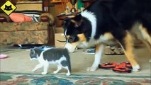 FUNNY VIDEOS  Funny Cats   Funny Dogs   Dogs Love Kittens   Funny Animals   Funny Cat Videos