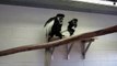 Baby Colobus Monkey Leaps and Plays at the Fort Wayne Children's Zoo