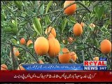 Lower Dir: Khall Rabat Malta Report By: yousaf Mohmand