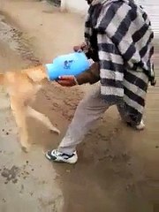 Dog in Trouble - Funny Animal Clip