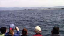 7.1.15 Humpback Whales #‎BigBlueLive #‎Monterey‬ ‪‬#WhaleWatching