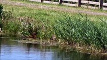 Bathing Barn Swallows / Badderende Boerenzwaluwen (Hirundo Rustica)